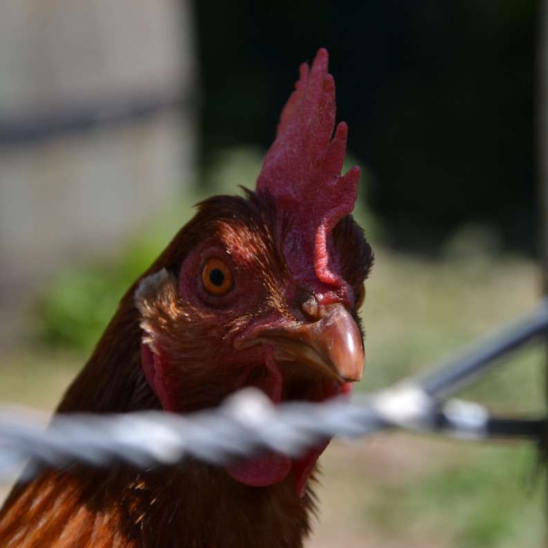 Nugget, Curry, Casserole & Pops – The Poultry Patrol