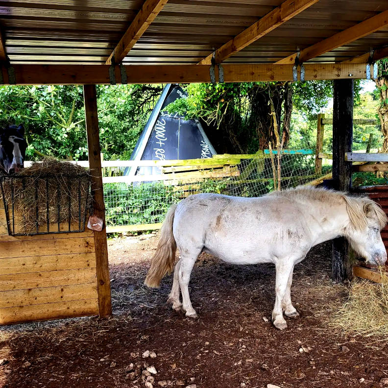 Bluebell & Lulu – Equine Observers